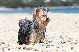 YORKSHIRE TERRIER 124